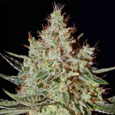 K-Train > Green House Seed Company | Feminized Marijuana   |  hybrid